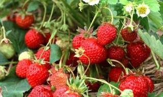 草莓种子种植方法全过程